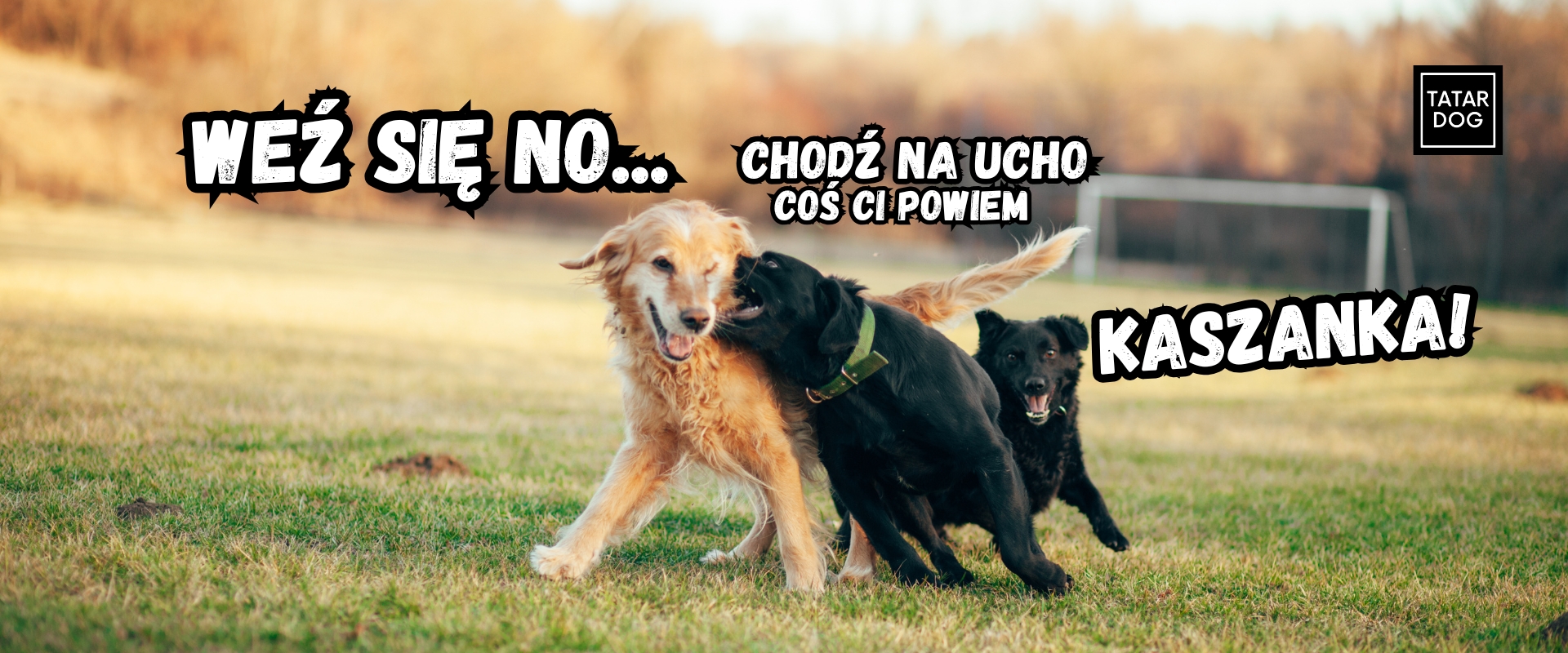 Sposób na bezpieczne poznanie dwóch psów